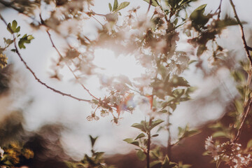 cherry blossom in spring