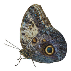 Fototapeta premium Close-up of a large blue and cream tropical Owl Butterfly (Caligo Memnon) with the characteristic eye spot on its lower wing. Isolated on white.