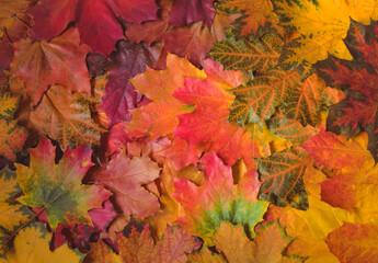 Naklejka na ściany i meble Background made of autumn maple leaves with copy space