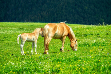 Pferd mit seinem Fohlen