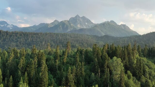 Aerial Drone View Flight over pine tree forest in Mountain at sunset. Arhyz. 