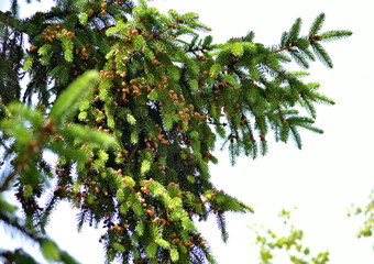 Fototapeta na wymiar Spruce tree with a lot of new cones in sunny day. High risk of pollen allergy. Closeup 