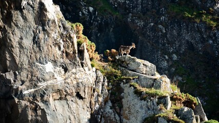 goats on the mountain