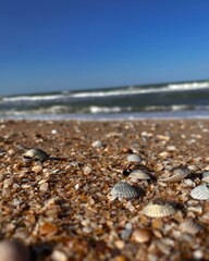sea shell on the beach