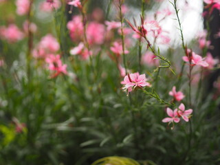 eautiful pink orange yellow color flower blooming in garden blurred of nature background space for...