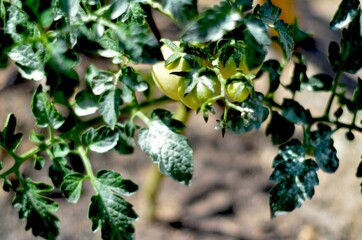 TOMATES EN LA HUERTA