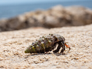 HERMIT CRAB DRAGGING ITS SHELL OVER A ROCK ON THE BEACH