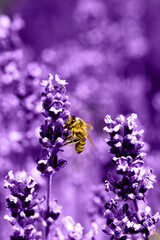Pszczoła miodna na lawendzie