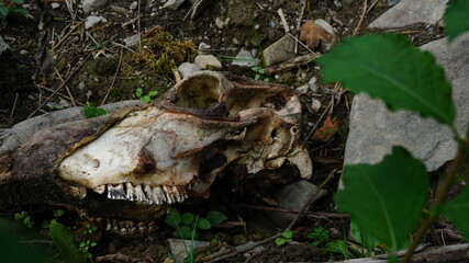 Tierschädel im Wald