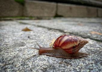 A Close up view of a Garden Snail seen crawling at the Keshava temple premises .