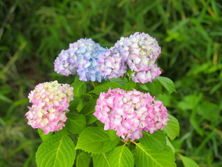 野原に咲くピンクの紫陽花