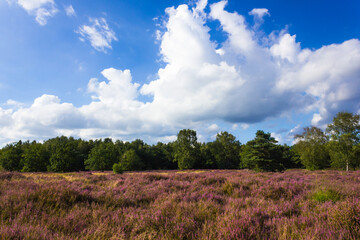 Fototapeta na wymiar Picturesque heath landscape with purple heather flowers (Calluna vulgaris) blooming in August