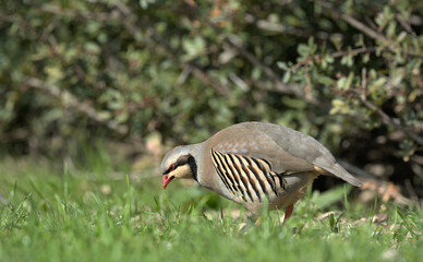 Chukar partridge (Alectoris chukar), Greece