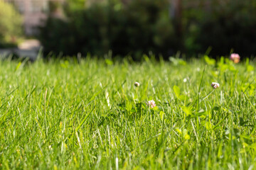 background, green, plant, spring, field, growth, beautiful, beauty, bright, closeup, color, day, environment, fresh, freshness, garden, lawn, leaf, light, meadow, morning, natural, season, summer, sun