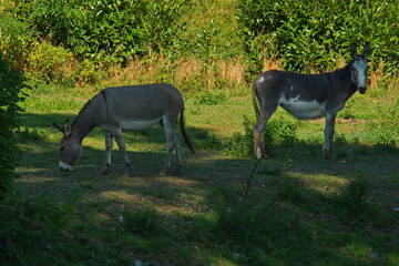 Donkeys in the park of castle Brissac of the Loire valley in France,Europe
