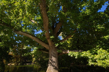 Big tree in park Jardin Public in Bordeaux,France 
