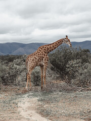 wild Animals - Safari - Big five - Afrika