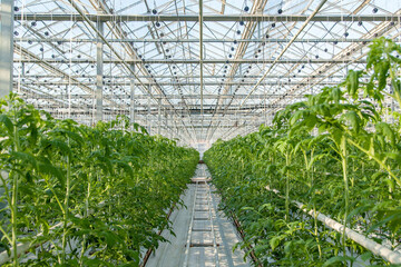 Fototapeta premium Big industrial greenhouse for growing tomatoes 