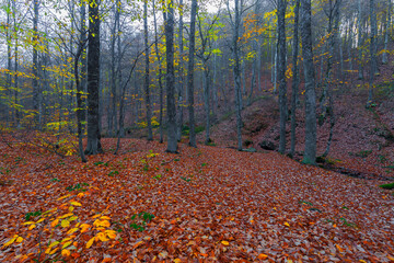 Autumn time and fall colors. Colorful tree leaves fallen from tree branches. Yedigöller, Bolu, Istanbul. Turkey.