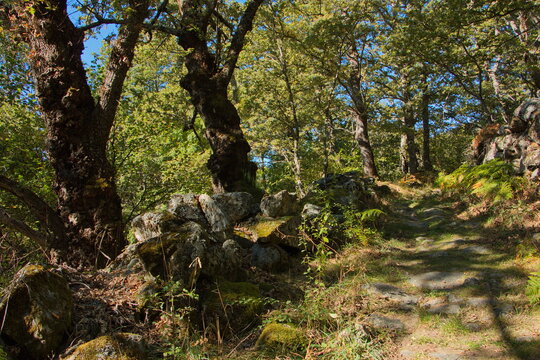 Hiking track "Senda del Lago y los monjes"at Lago de Sanabria near Galende,Zamora,Castile and Le&oacute;n,Spain,Europe

