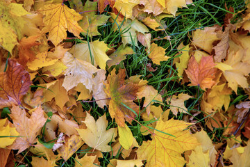 Naklejka na ściany i meble Golden autumn. Multicolored maple leaves lie on the ground