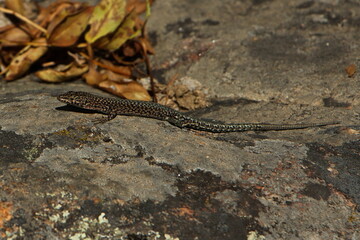 Lizard at Lago de Sanabria near Galende,Zamora,Castile and León,Spain,Europe
