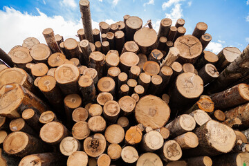 Pile of logs in deforestation site