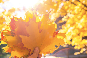 Bouquet of multicolor autumn maple leaves in hand in forest
