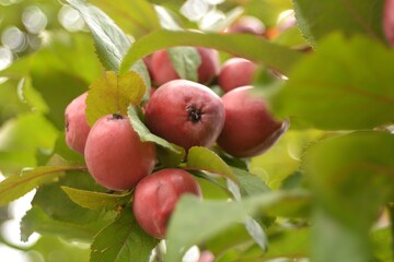 The collection of garden apples.