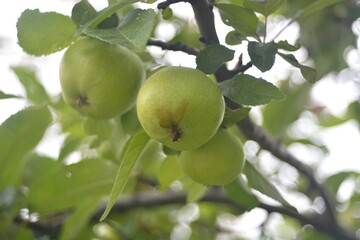 The collection of garden apples.