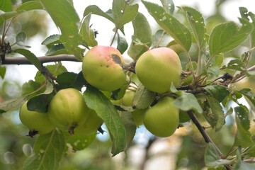 The collection of garden apples.