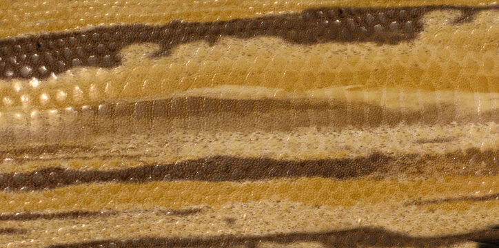 beige and brown snake leather texture background
