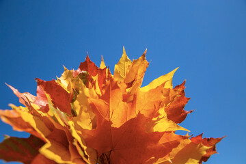 Autumn background, sun, yellow leaves and blue sky. Autumn concept with copy space.
