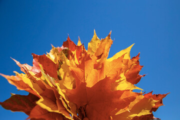 Autumn background, sun, yellow leaves and blue sky. Autumn concept with copy space.
