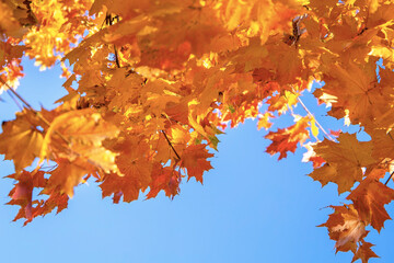Autumn background, sun, yellow leaves and blue sky. Autumn concept with copy space.