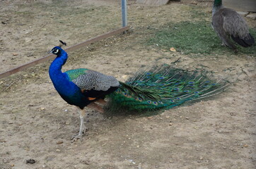 peacock with feathers