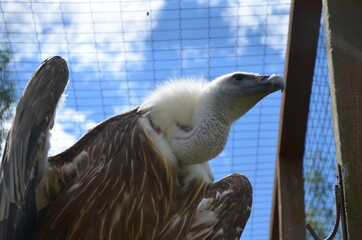 vulture portrait