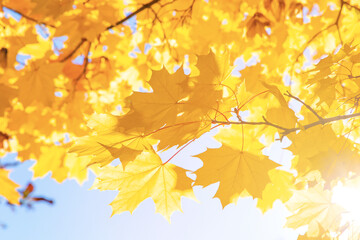 Abstract autumn background, tree branch in autumnal forest, bright warm sun light, golden autumn