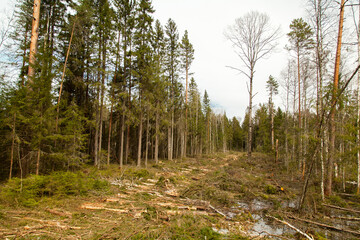 pine forest in the morning.
Deforestation site