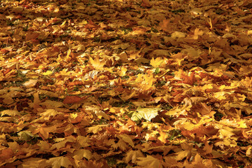 Golden autumn. Multicolored maple leaves lie on the ground