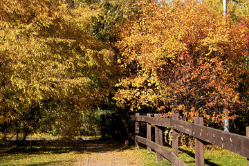 Fototapeta na wymiar Beautiful autumn park. Autumn in Moscow. Autumn trees and leaves. Autumn Landscape.
