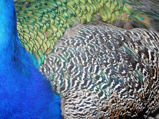 Fototapeta premium peacock tail