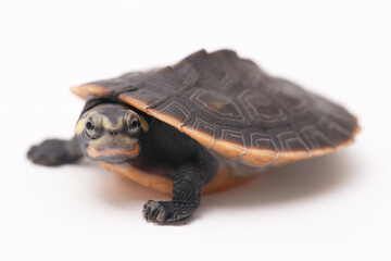 Red-bellied Shortneck Turtle (Emydura subglobosa) isolated on white background
