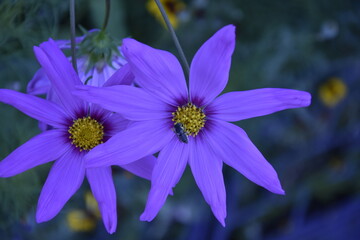 Wiesenblume