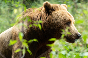 Oso Pardo en cautividad