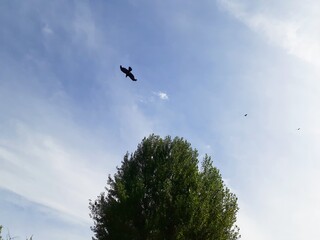 良く晴れた日に舞う烏