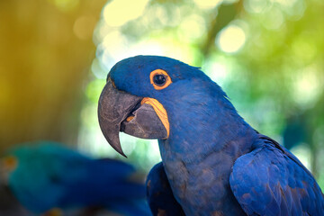 Closeup Hyacinth macaw,  Beautiful blue parrot feathers