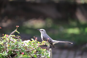 Love birds