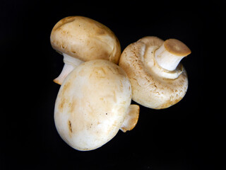 Fototapeta premium white mushroom isolated on black background