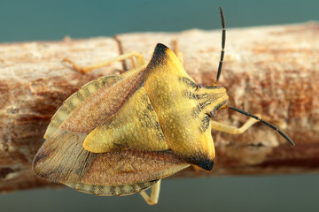 insect walking on a twig